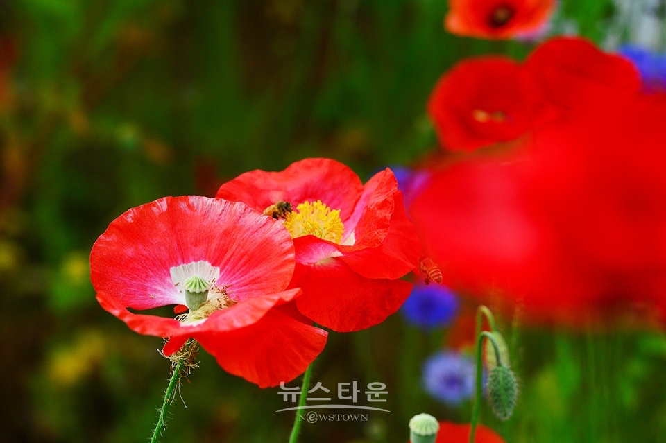 아름다운 양귀비의 자태