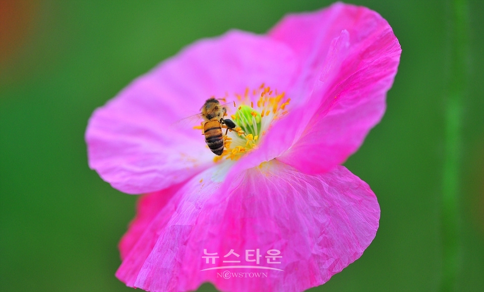 아름다운 양귀비의 자태