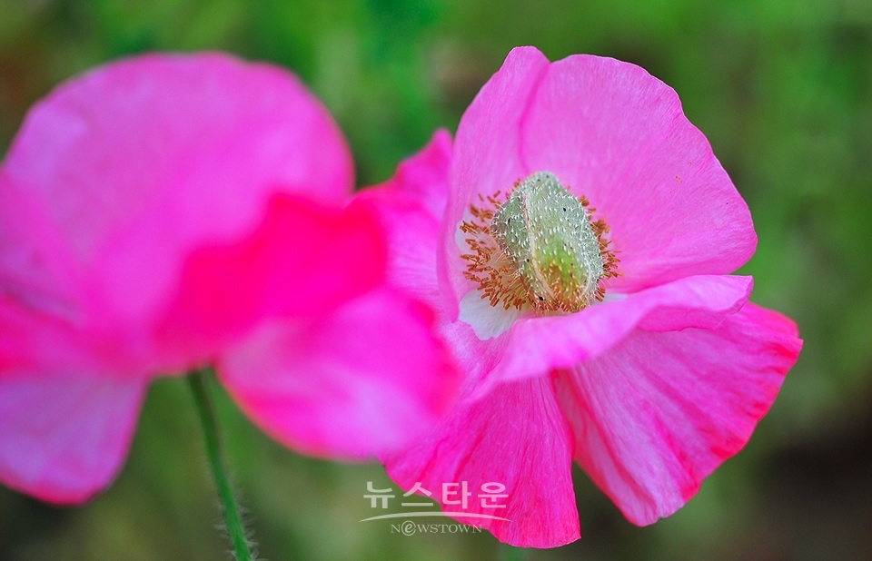 아름다운 양귀비의 자태