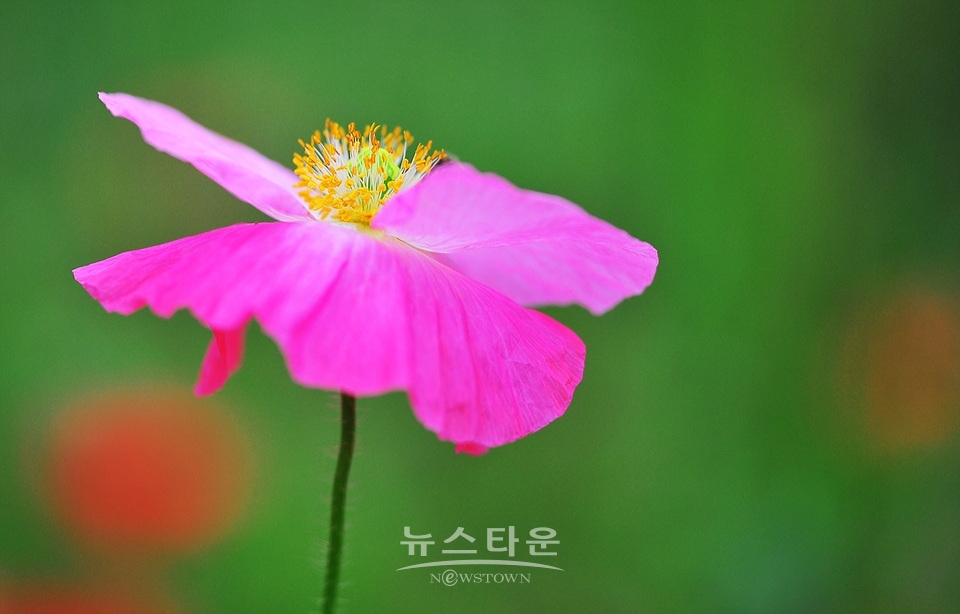 아름다운 양귀비의 자태