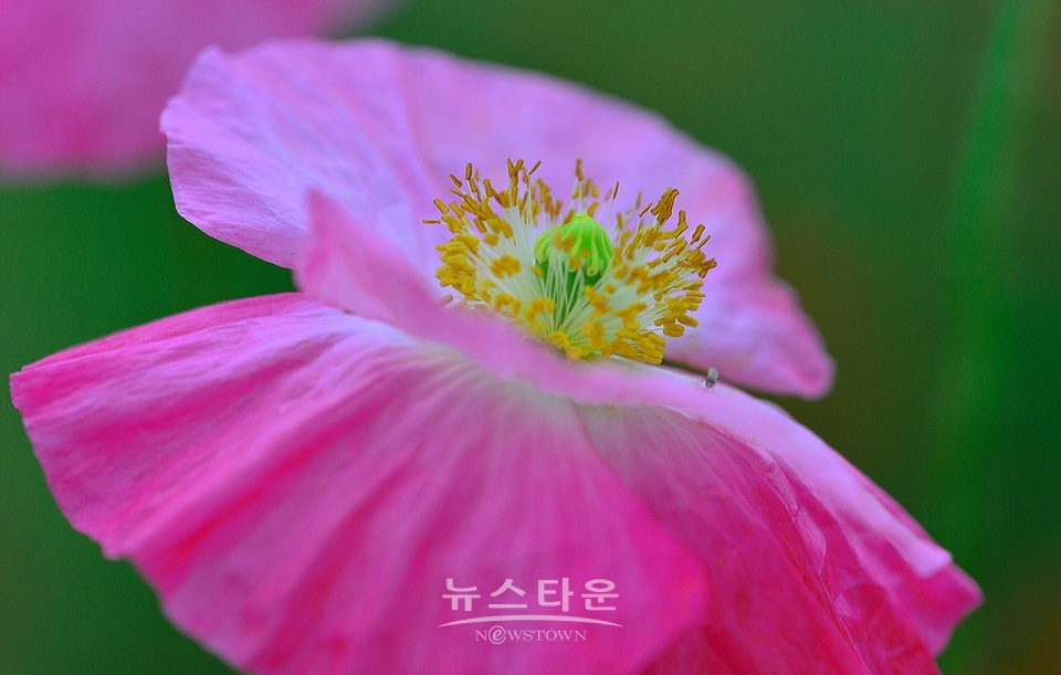 아름다운 양귀비의 자태