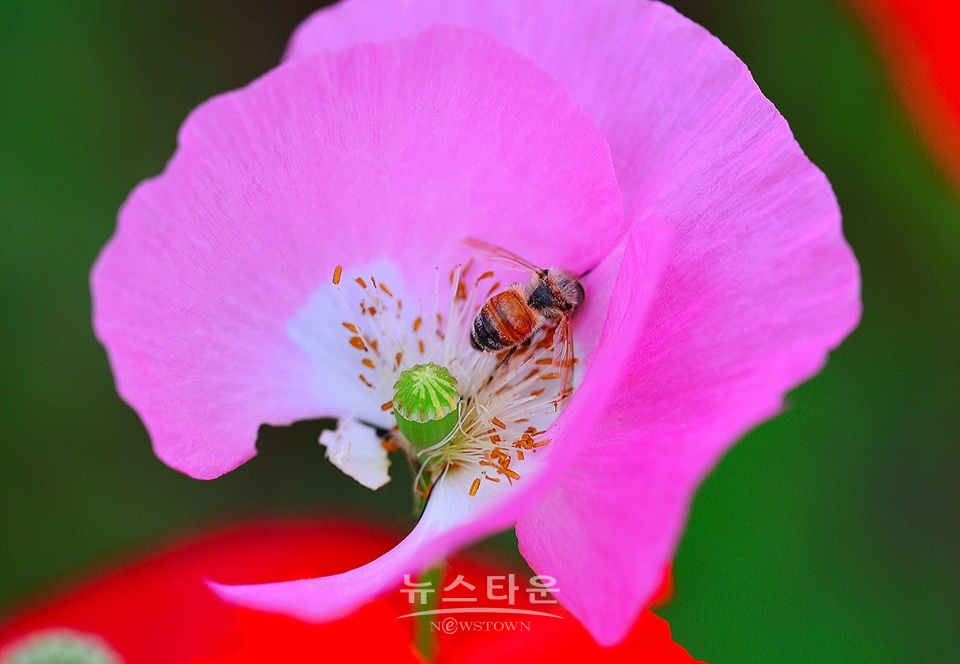아름다운 양귀비의 자태