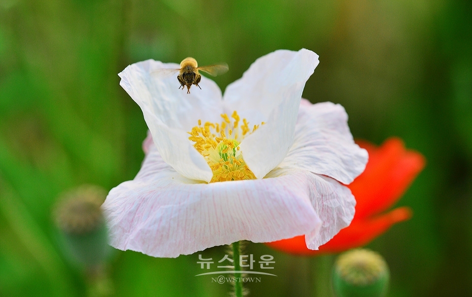 아름다운 양귀비의 자태
