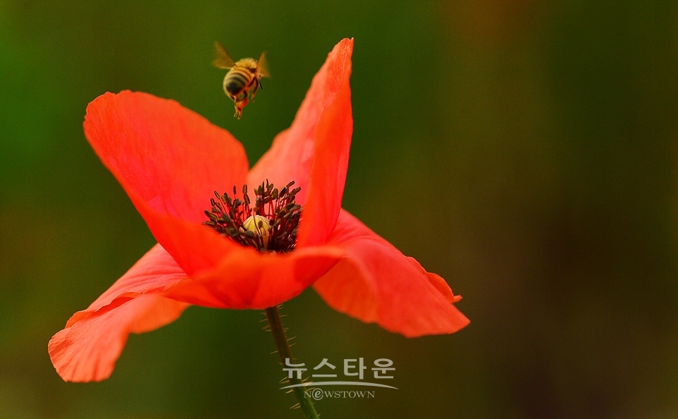 아름다운 양귀비의 자태