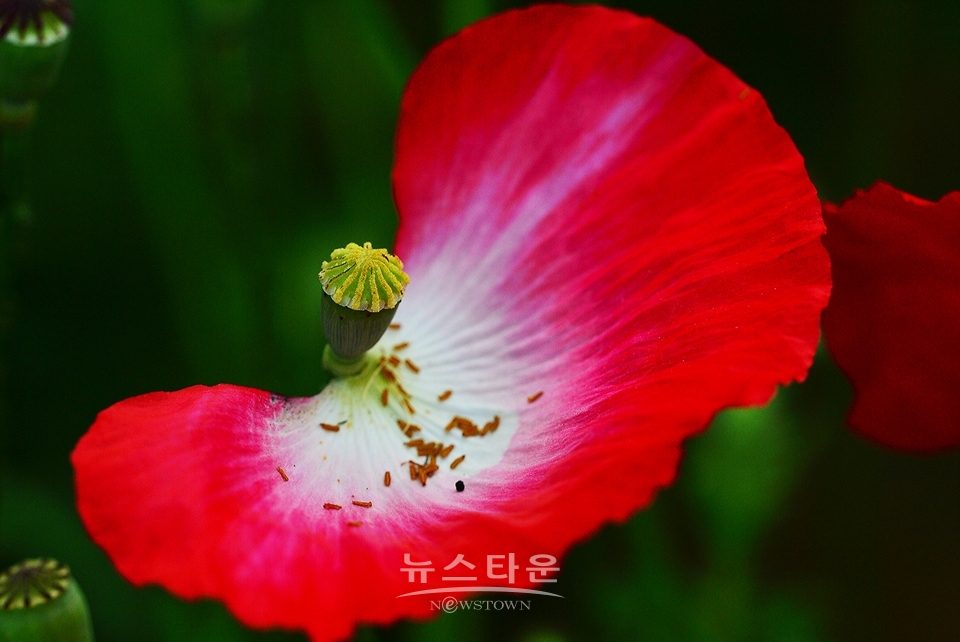 아름다운 양귀비의 자태