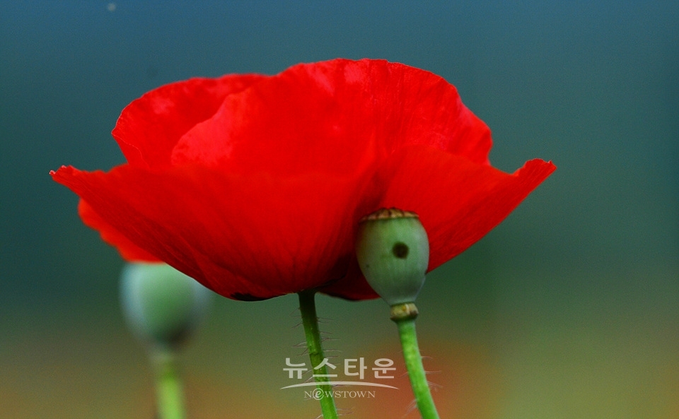 아름다운 양귀비의 자태