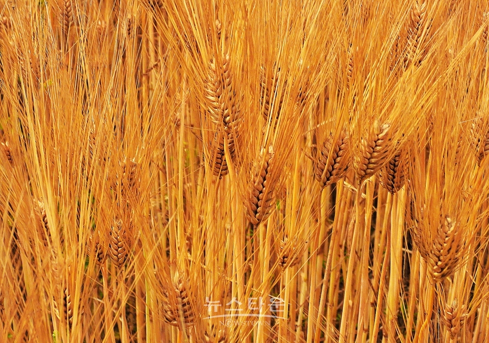 여주시 흥천면 상백리 남한강 정겨운 보리축제
