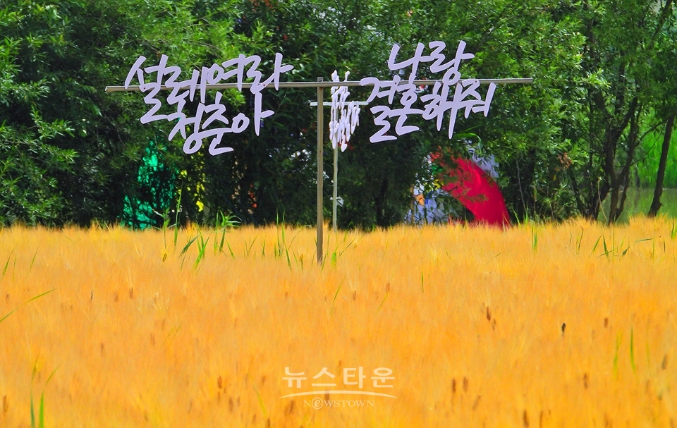여주시 흥천면 상백리 남한강 정겨운 보리축제