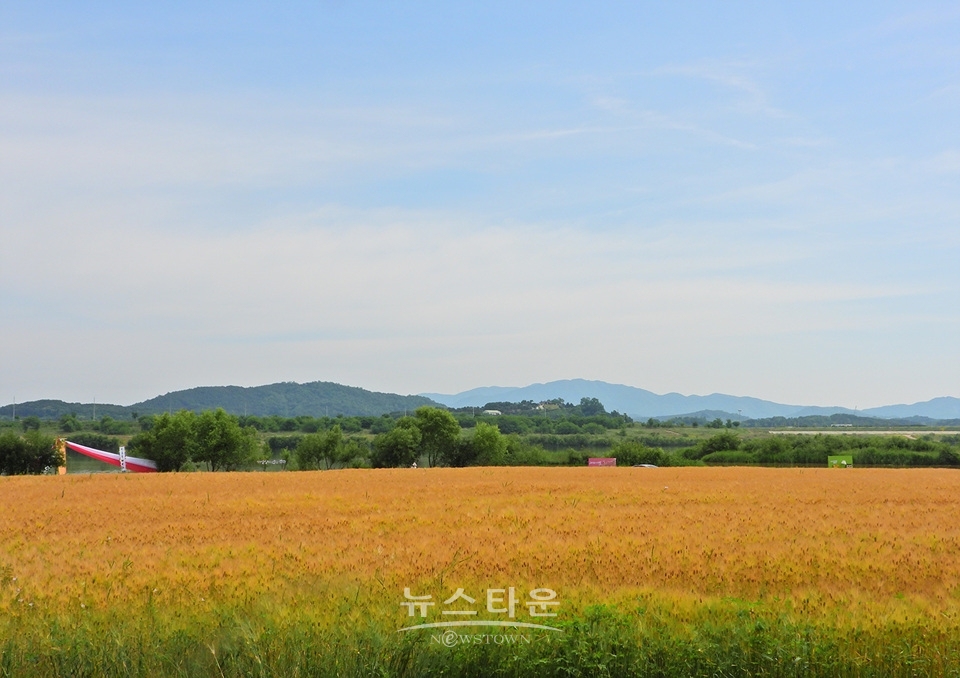 여주시 흥천면 상백리 남한강 정겨운 보리축제
