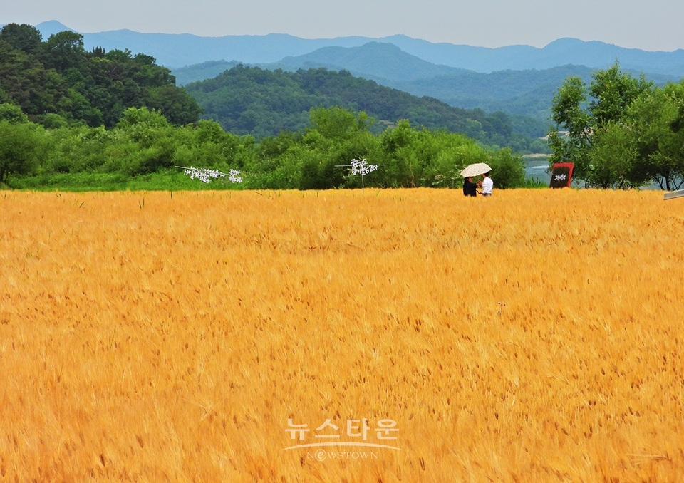 여주시 흥천면 상백리 남한강 정겨운 보리축제
