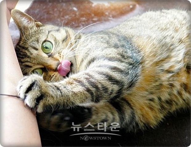 고양이 발톱 제거는 복수의 국가 이외에 덴버, 샌프란시스코 등 미국 내 여러 시에서도 금지하고 있다. 캘리포니아 주 의회에서도 비슷한 법안이 제출되어 있다고 미 CNN방송이 10일 보도했다.