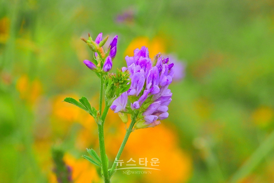 농촌의 풍경
