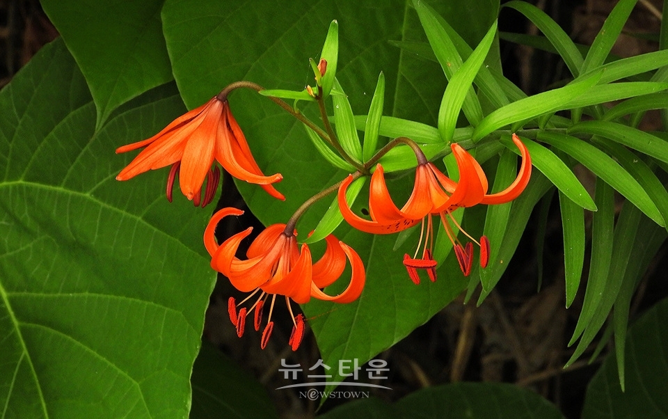 농촌의 풍경