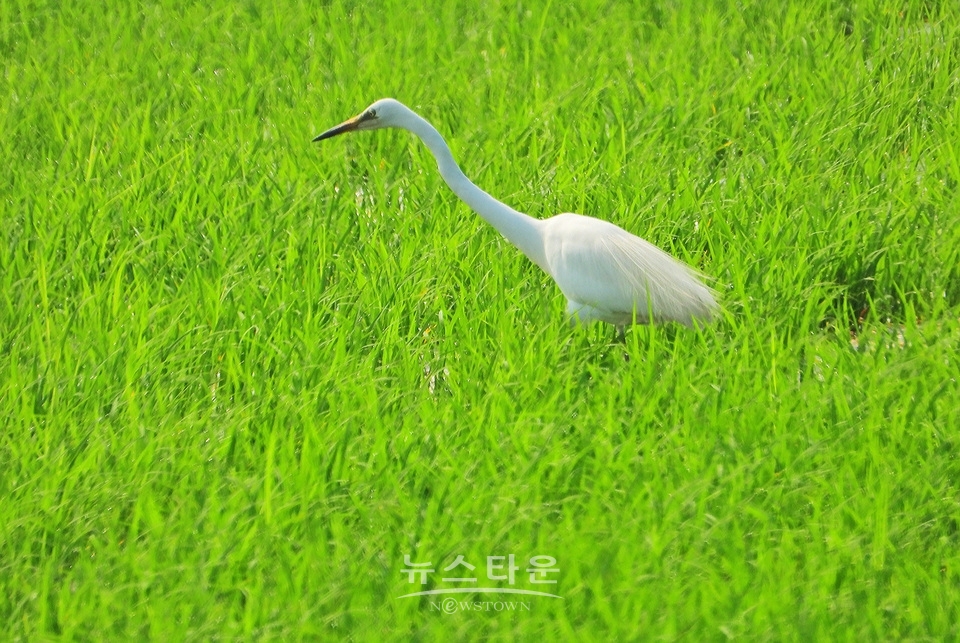 농촌의 풍경
