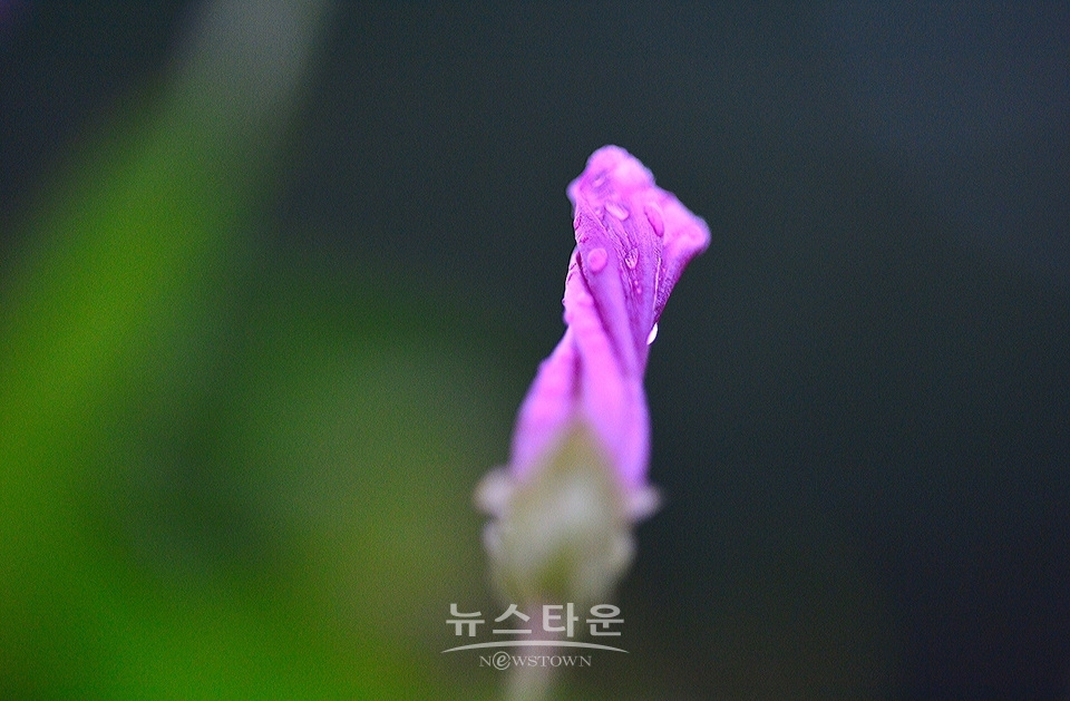 접사렌즈로 찍은 사진