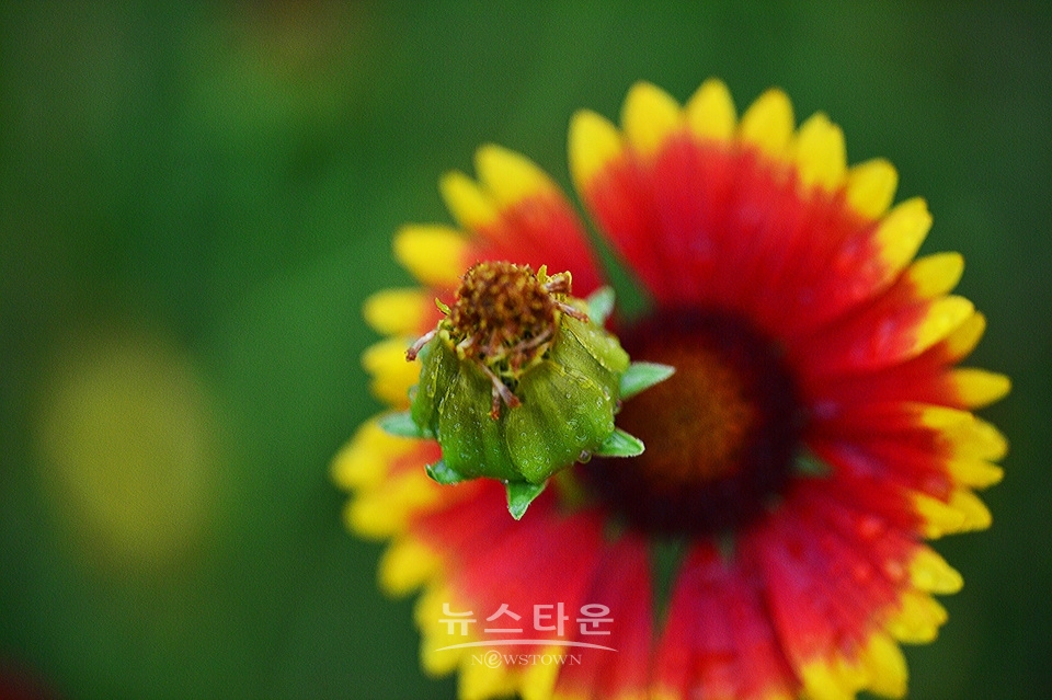 접사렌즈로 찍은 사진