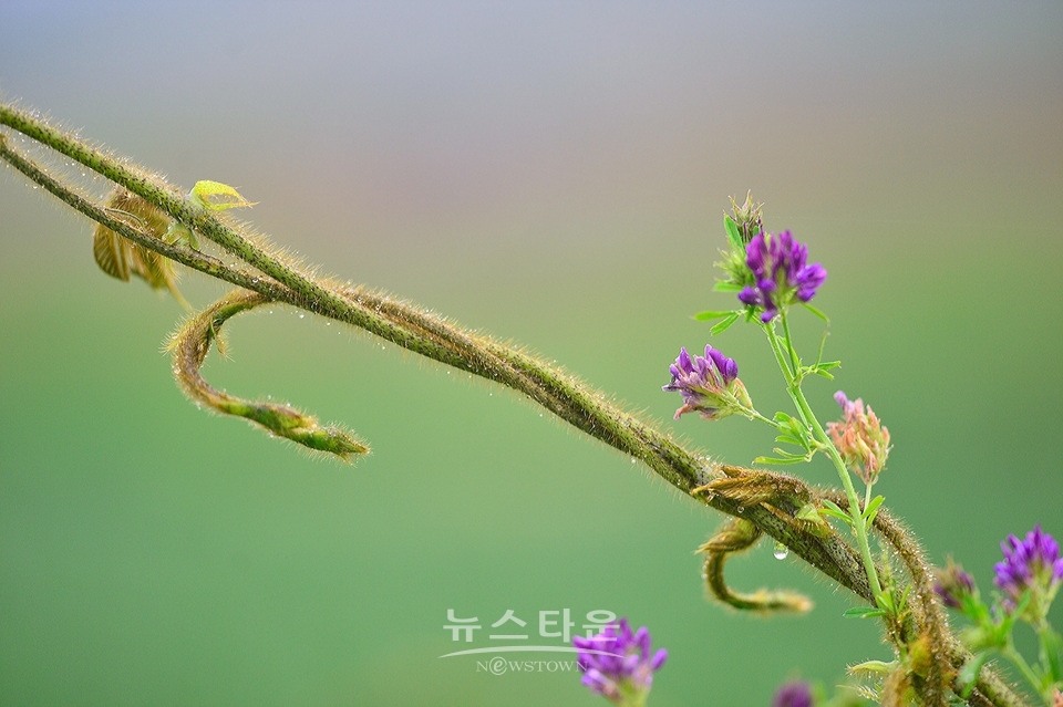 접사렌즈로 찍은 사진