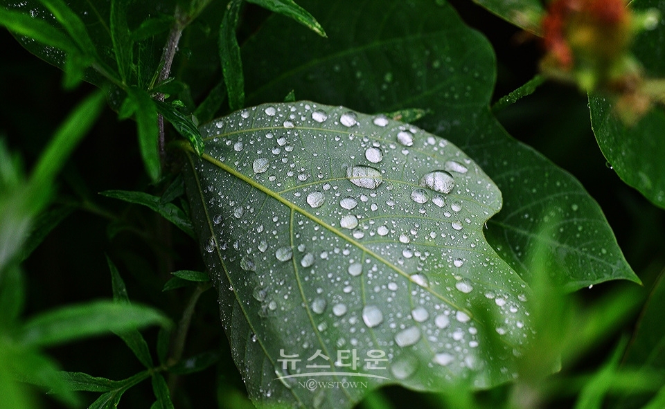 접사렌즈로 찍은 사진