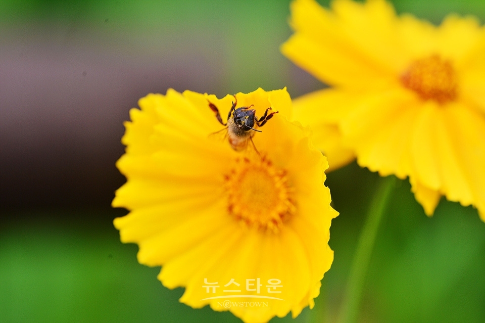 접사렌즈로 찍은 사진