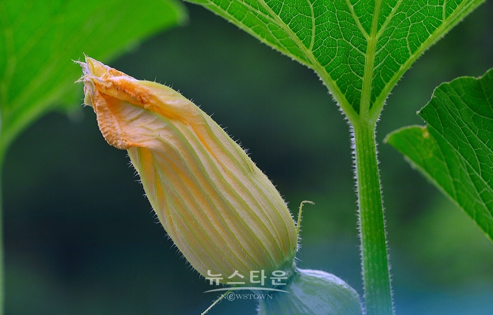 접사렌즈로 찍은 사진