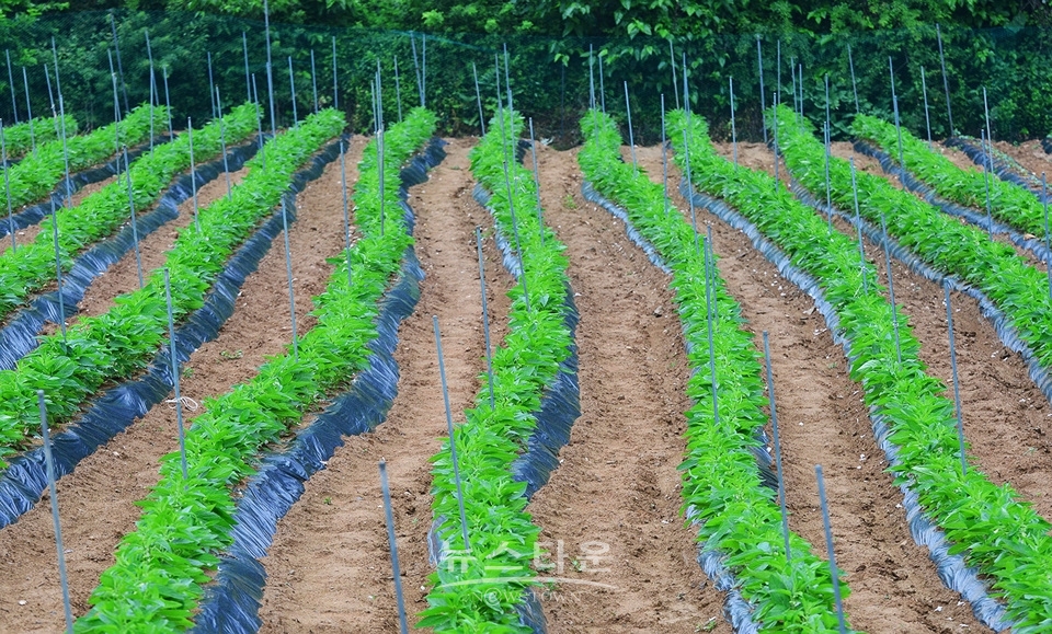 접사렌즈로 찍은 사진