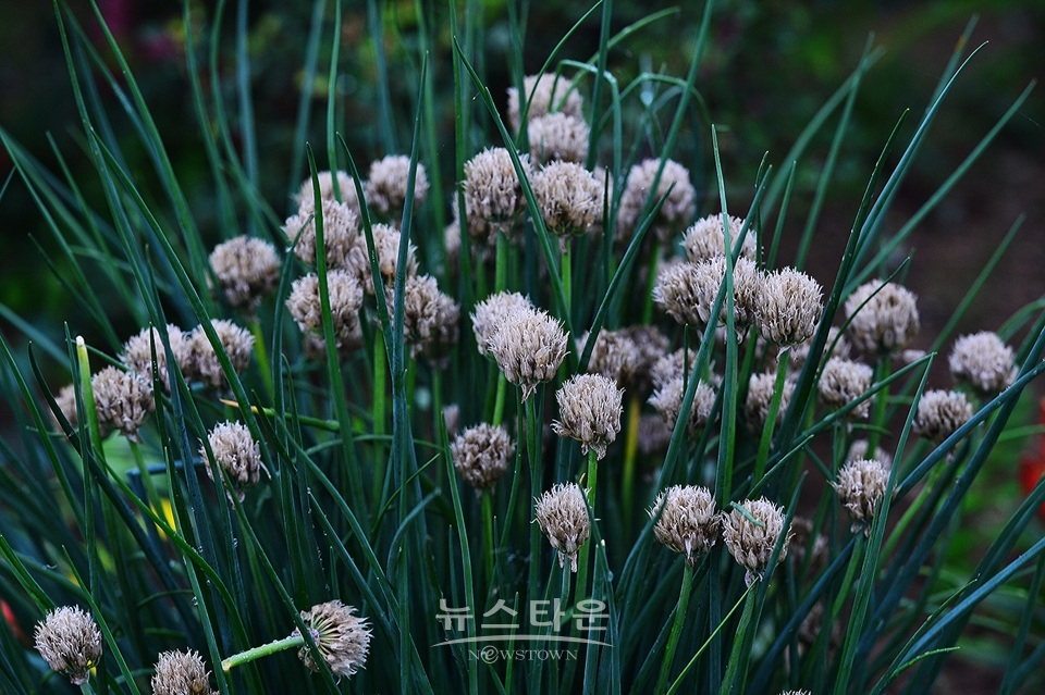 접사렌즈로 찍은 사진