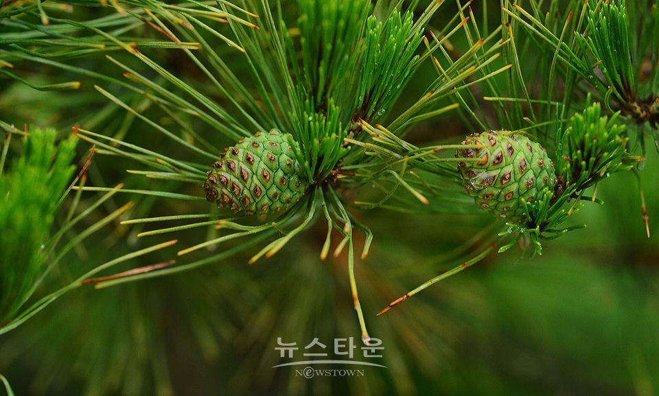 접사렌즈로 찍은 사진