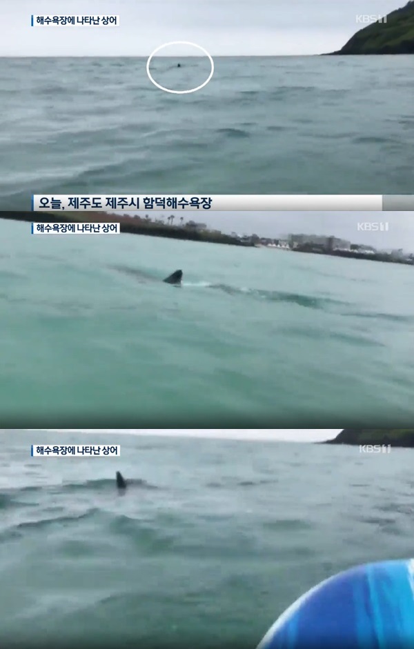제주 함덕해수욕장 제주도 상어 (사진: KBS)