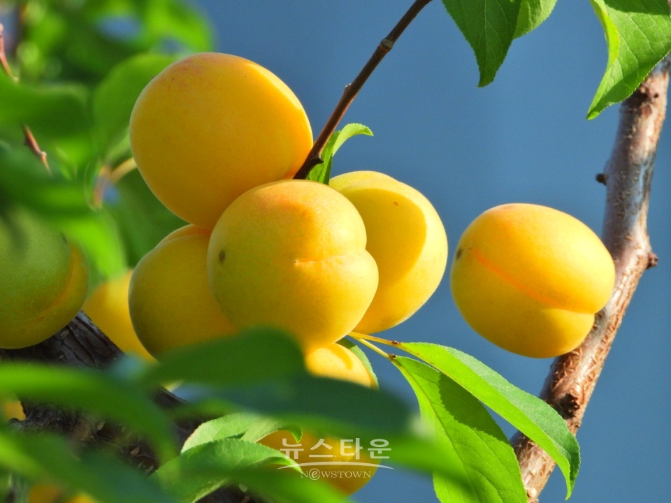 살구