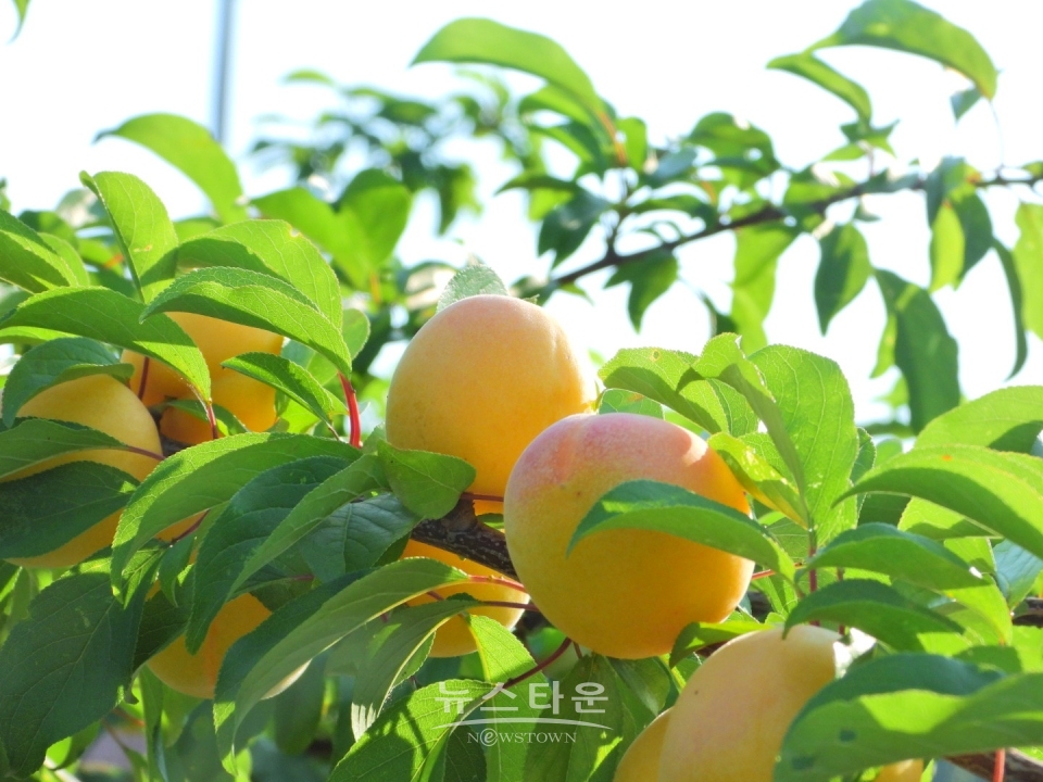 살구