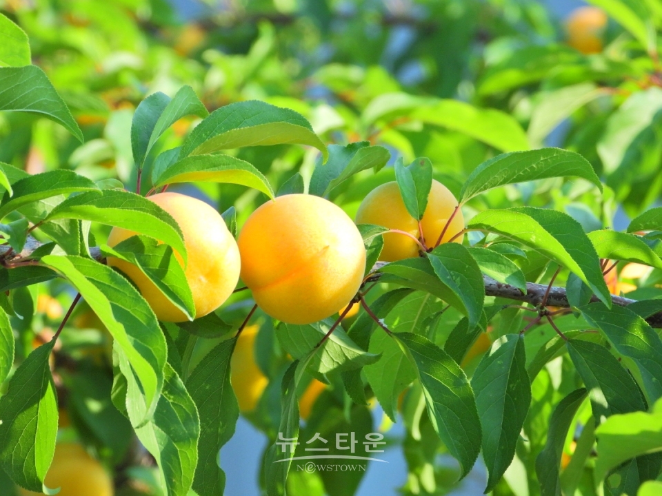 살구