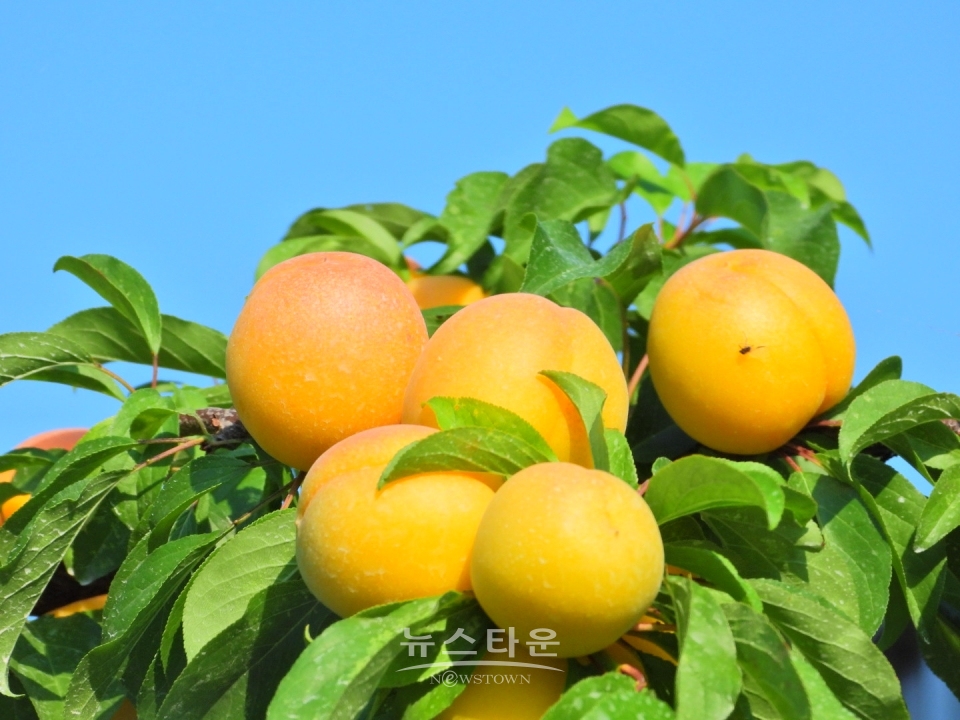 살구