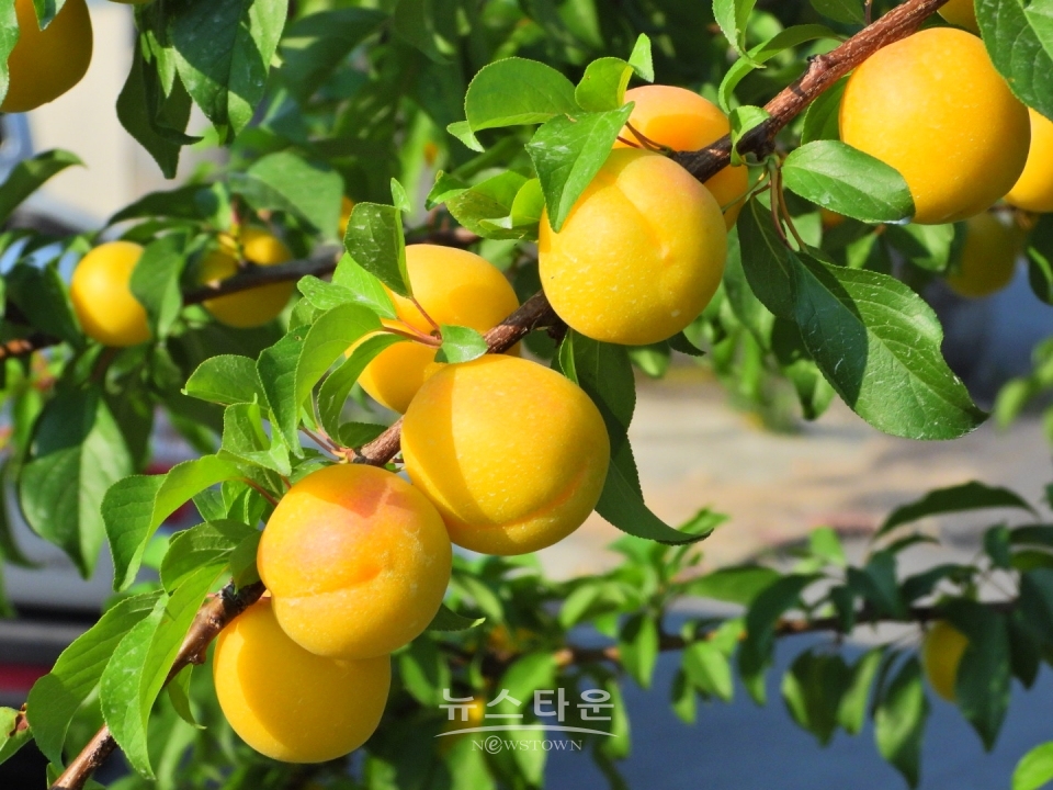 살구