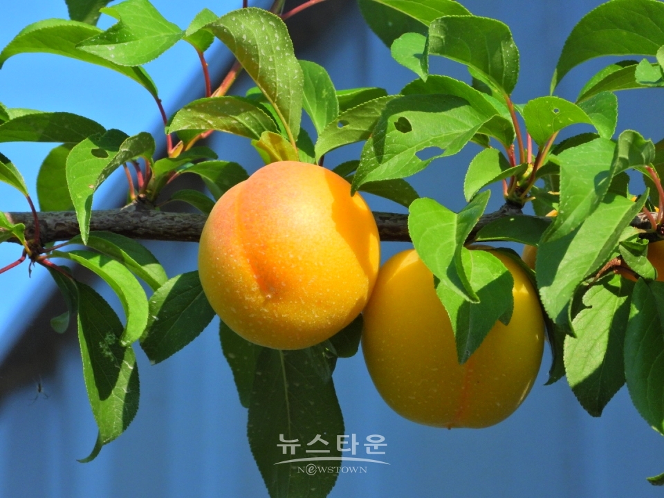 살구