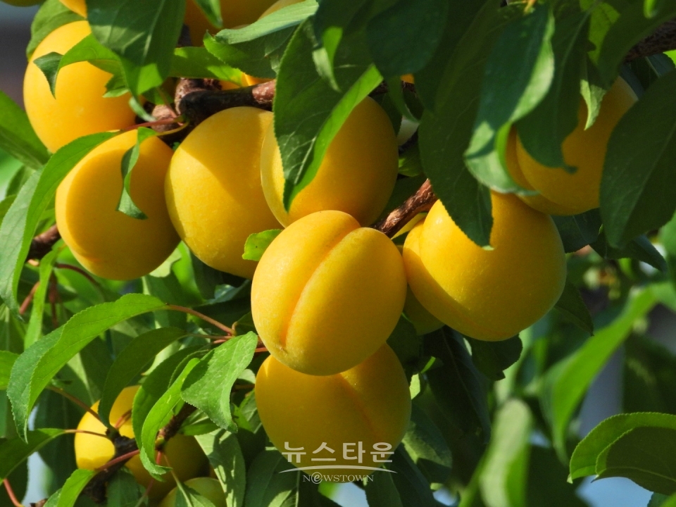 살구