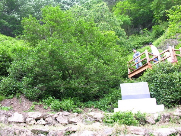 천년차나무