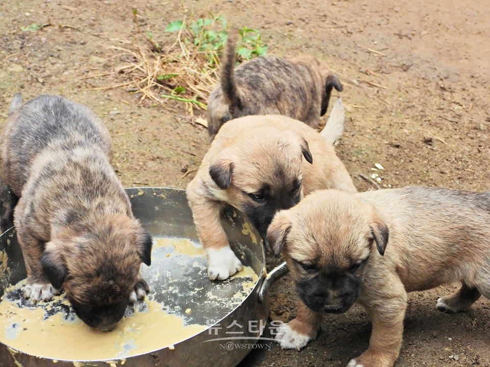 아홉마리 강아지