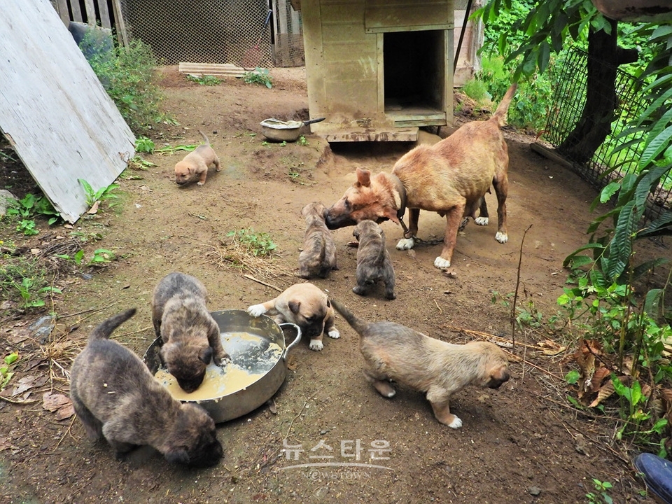 아홉마리 강아지