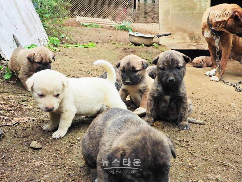 아홉마리 강아지