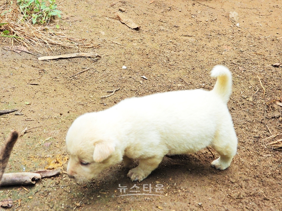 아홉마리 강아지
