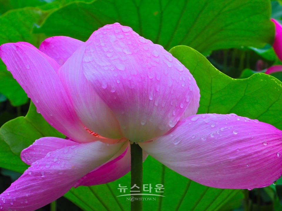주천면의 연꽃