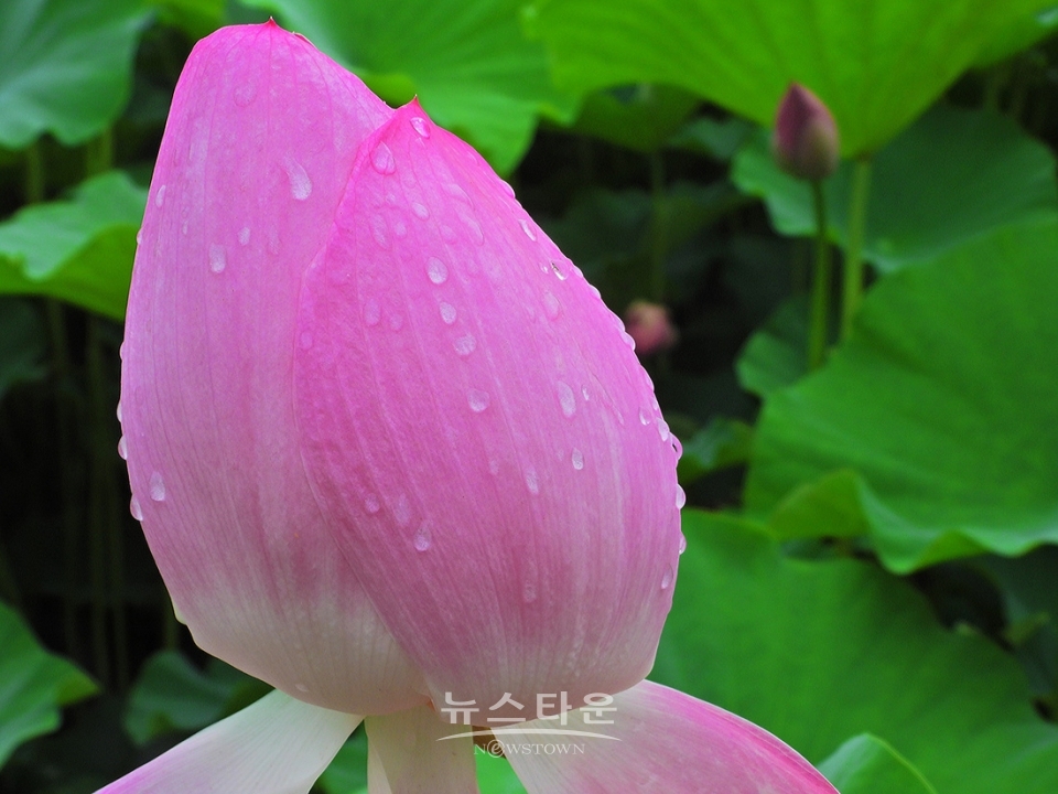 주천면의 연꽃