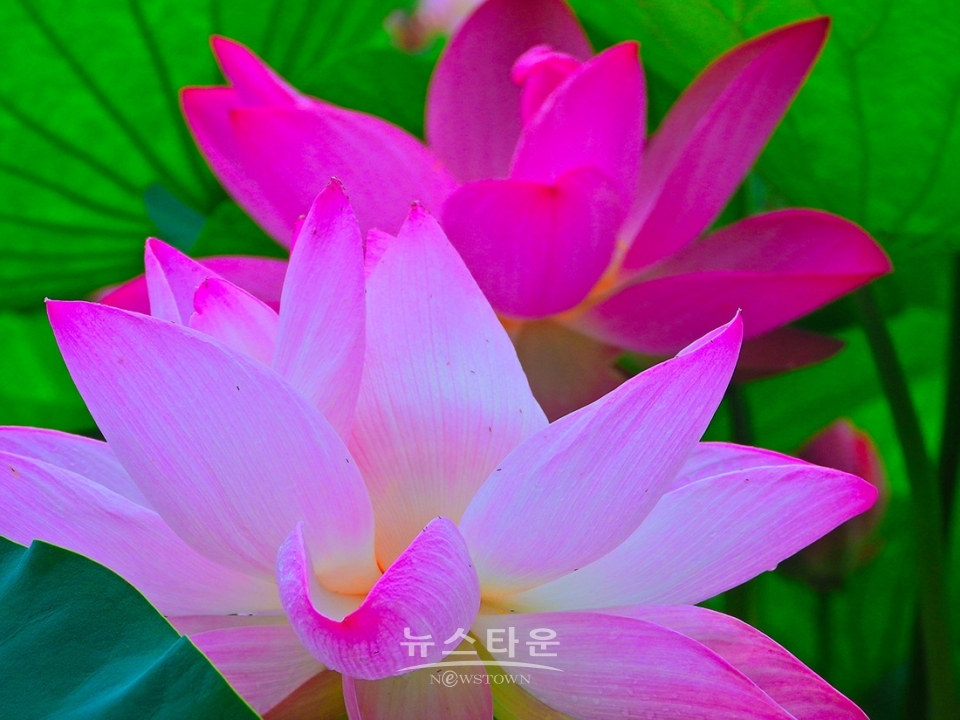 주천면의 연꽃