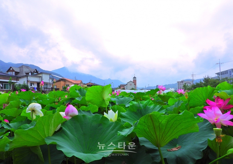 주천면의 연꽃