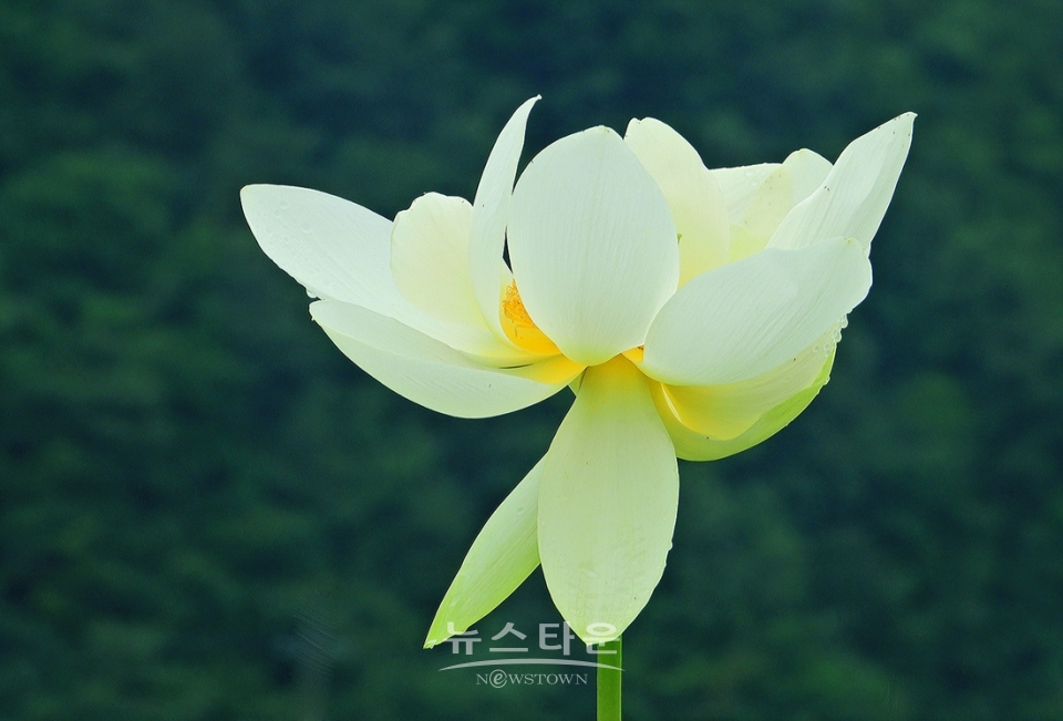 주천면의 연꽃