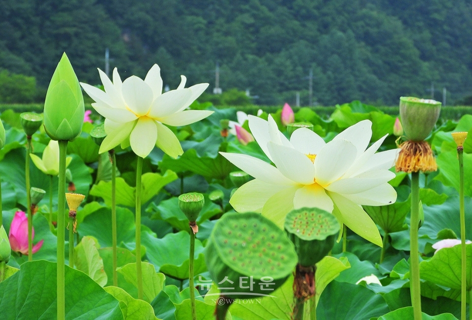 주천면의 연꽃