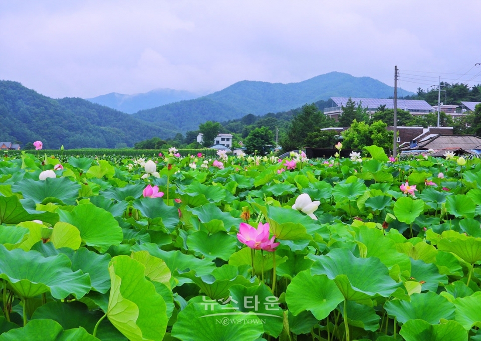 주천면의 연꽃