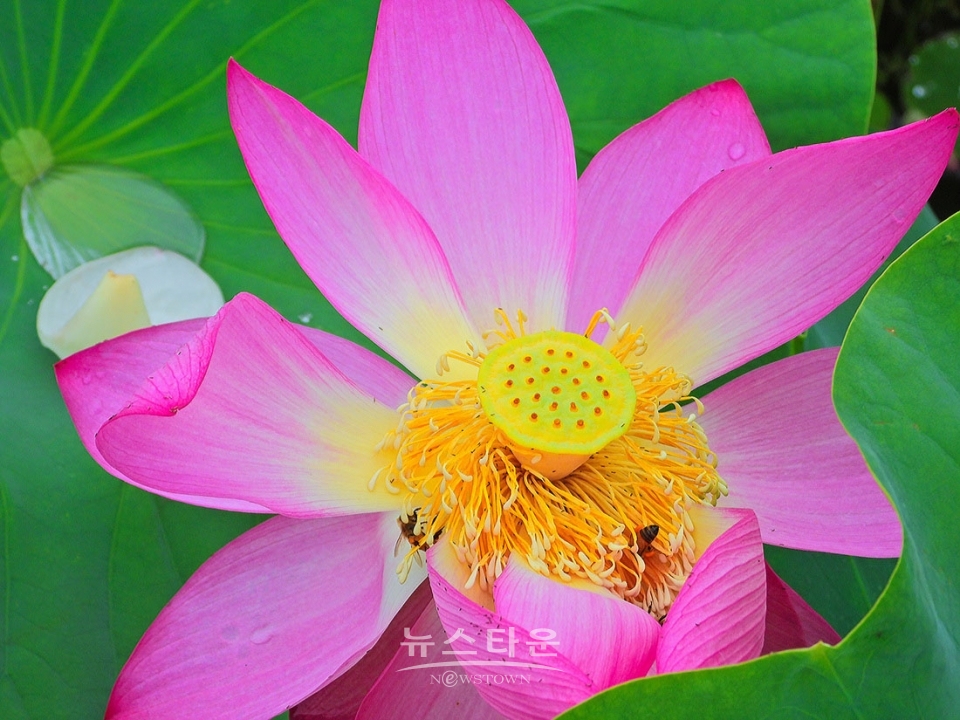 주천면의 연꽃