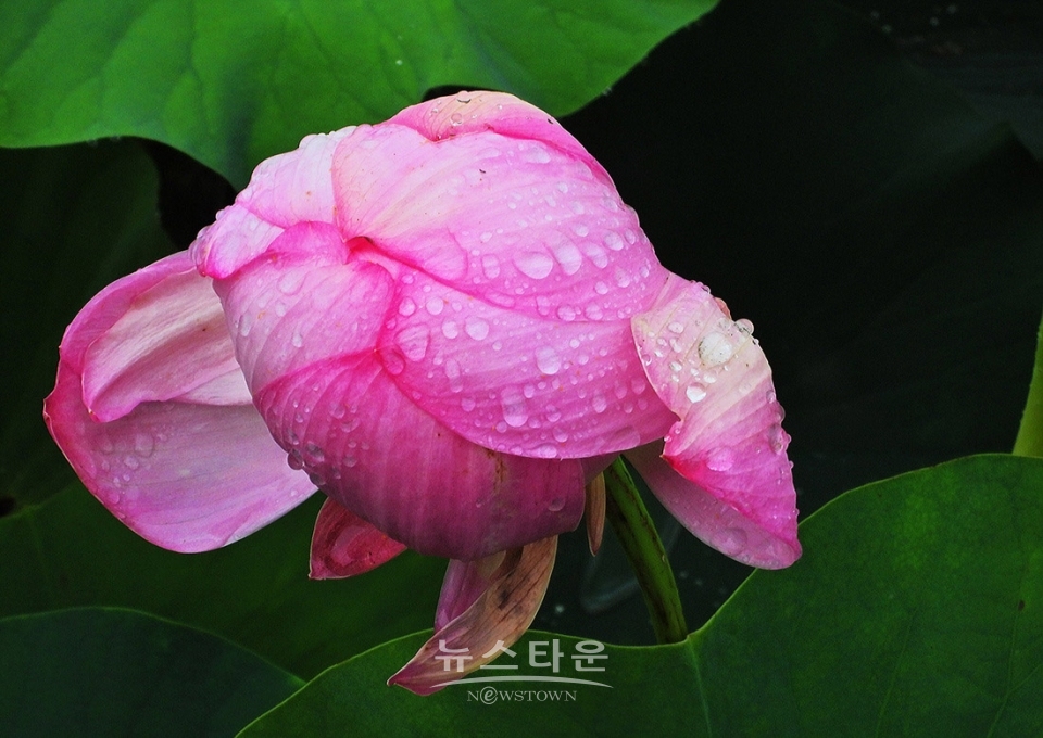주천면의 연꽃
