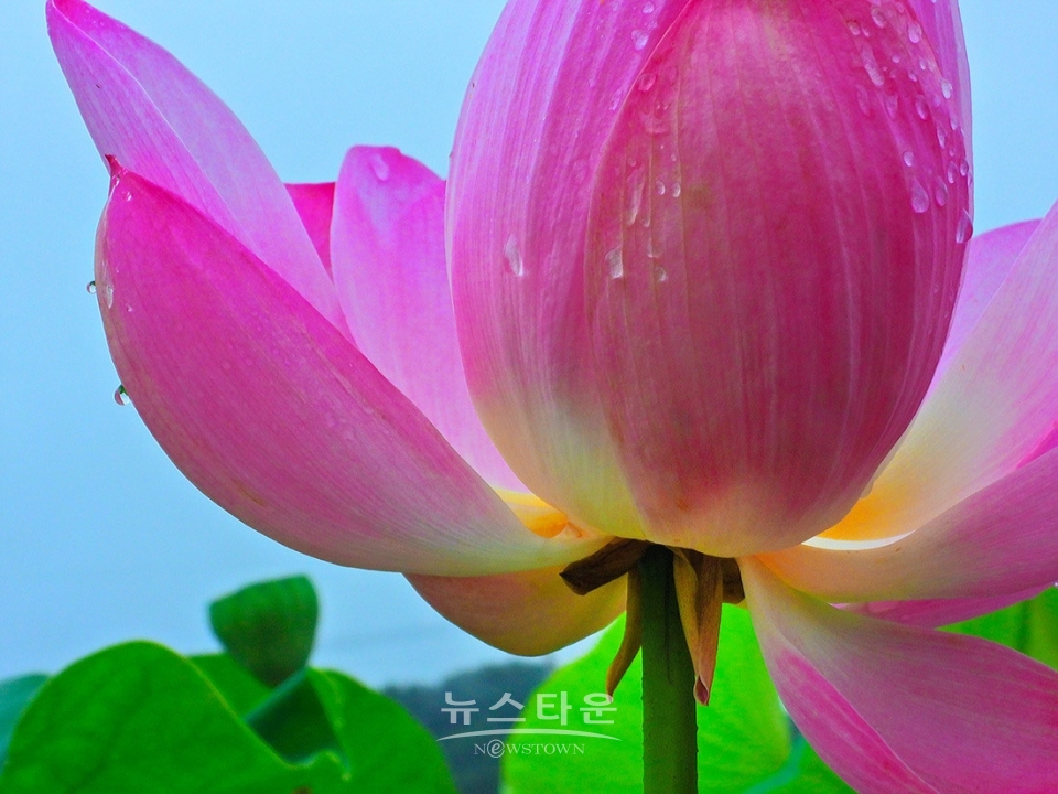 주천면의 연꽃